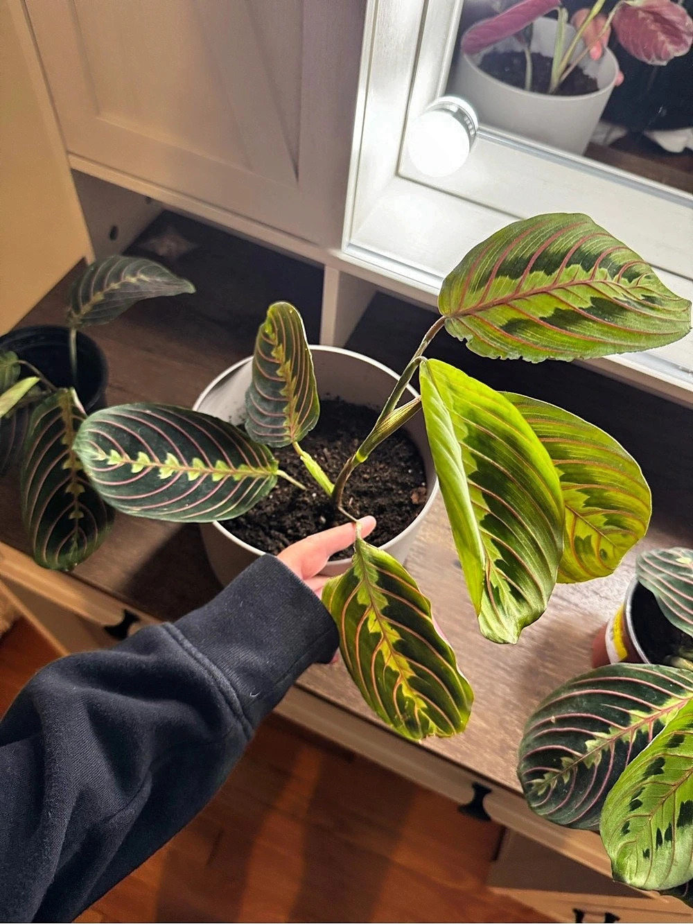 Maranta Leuconeura Green & Pink Prayer Plant